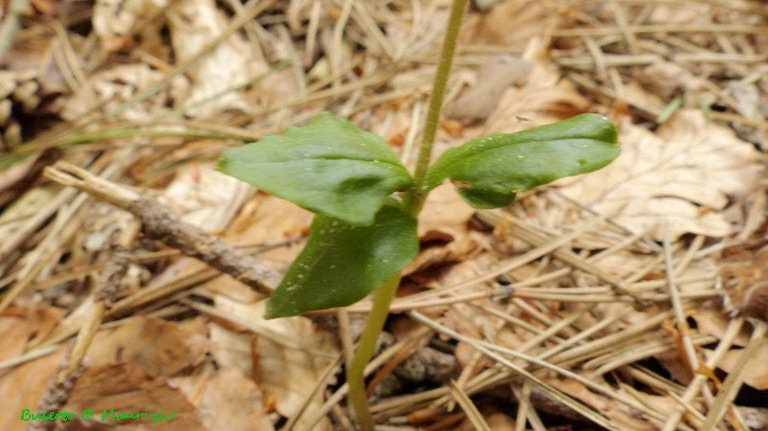 Lusus di Listera cordata